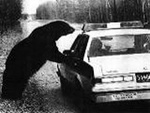 Bear on police car